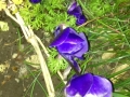 Claire plants purple